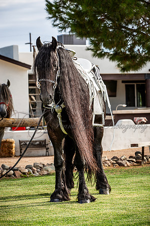 Art-115